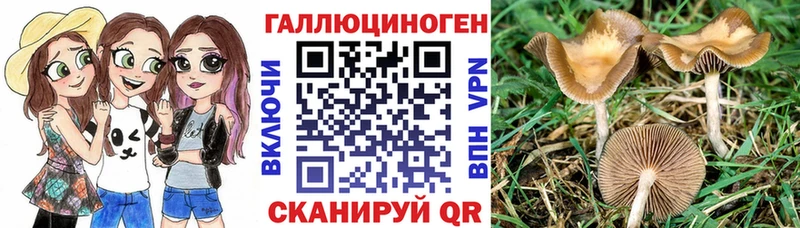 KRAKEN ТОР  Армянск  Псилоцибиновые грибы GOLDEN TEACHER 